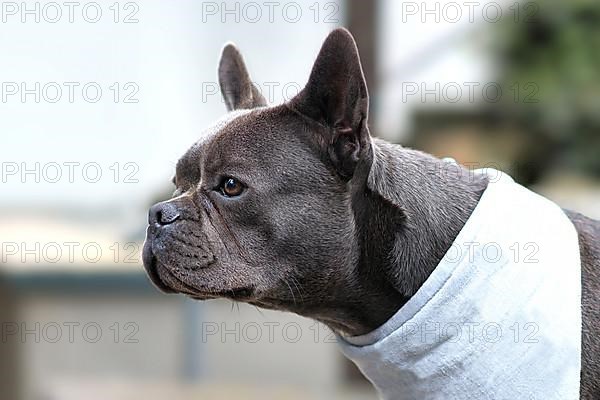 Healthy brachycephalic black French Bulldog dog with long nose