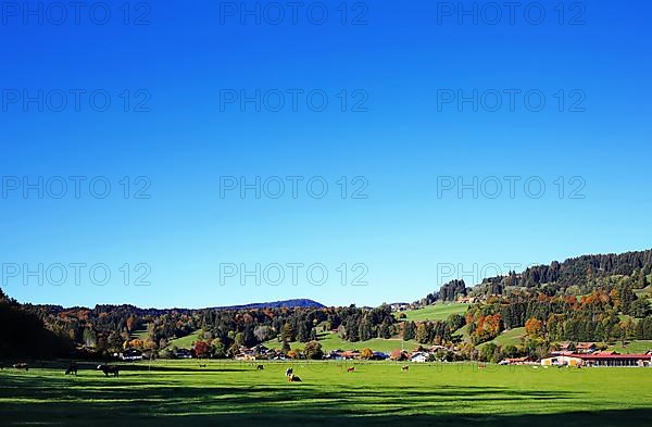 Pasture with cows near Niedersonthofen in the foothills of the Alps. Waltenhofen