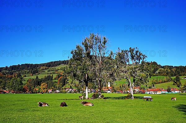 Pasture with cows near Niedersonthofen in the foothills of the Alps. Waltenhofen