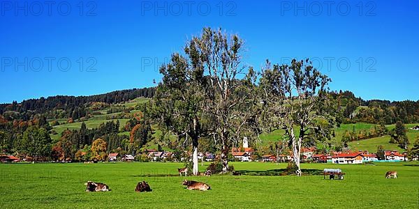 Pasture with cows near Niedersonthofen in the foothills of the Alps. Waltenhofen