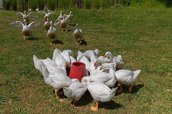 Greylag goose