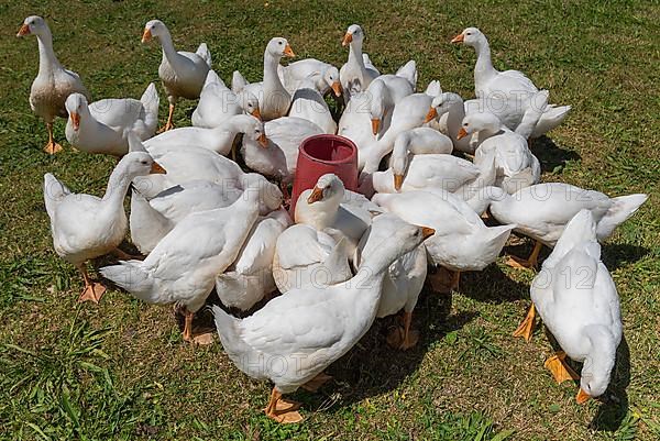 Greylag goose