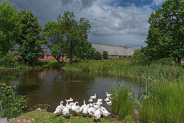 Geese by the pond on a farm