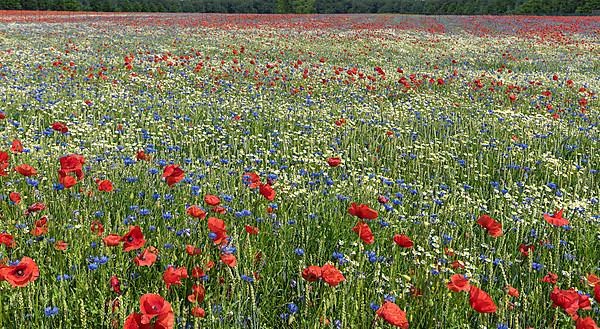 Flowering field with poppy flowers