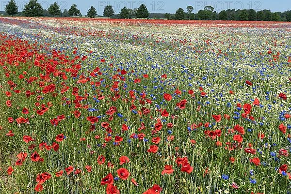 Flowering field with poppy flowers