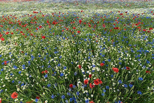 Flowering field with poppy flowers