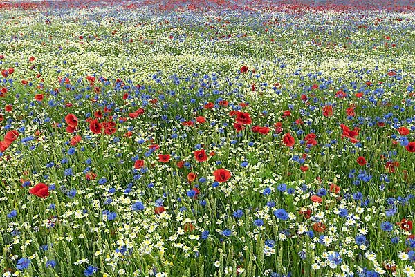 Flowering field with poppy flowers