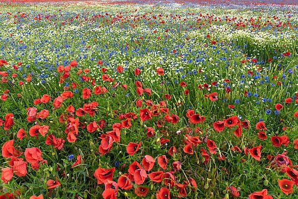 Flowering field with poppy flowers