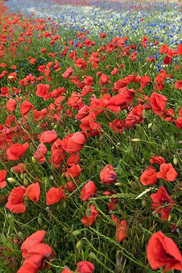 Flowering poppy flowers