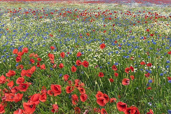 Flowering field with poppy flowers