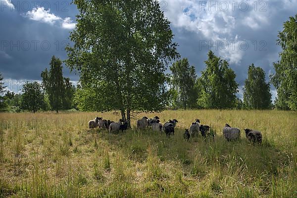 Moorland sheep looking for shade under trees on a nature reserve