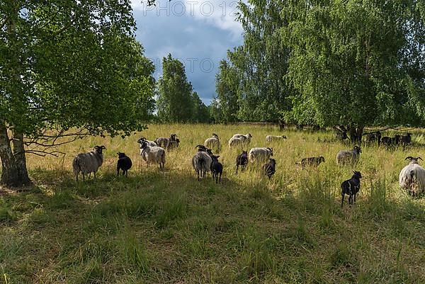 Moorland sheep grazing on a nature reserve