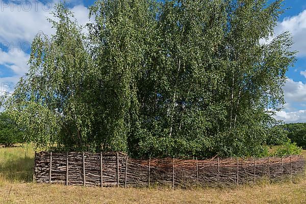 Benjes hedges or deadwood hedges on a nature conservation area