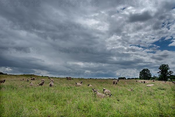 Black-headed sheep on a Nutur conservation pasture