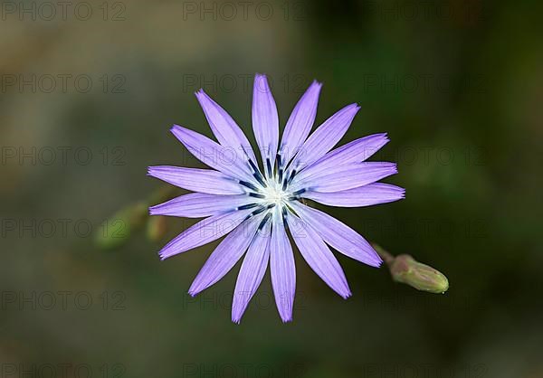 Flower of the common chicory