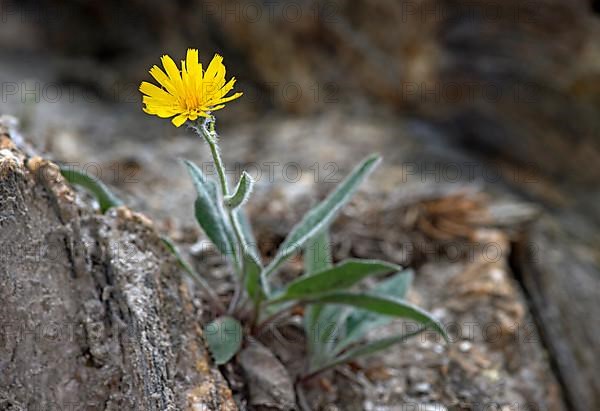 Alpine Hawkweed