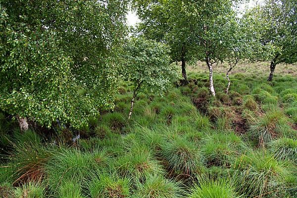 Bockholter Dose nature reserve