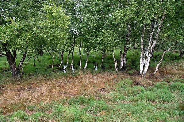 Bockholter Dose nature reserve