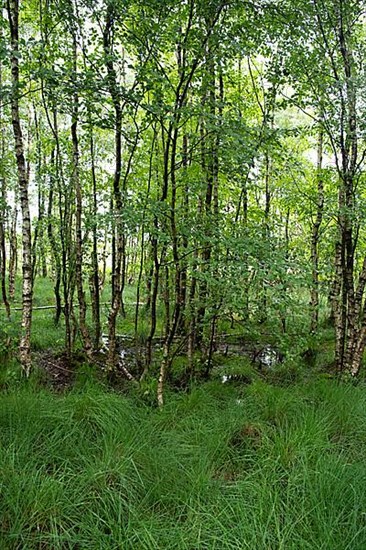 Bockholter Dose nature reserve