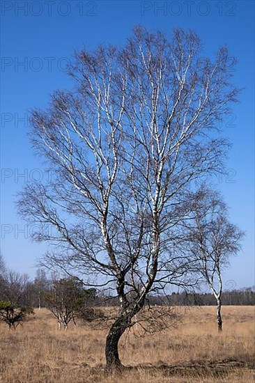 Bockholter Dose nature reserve