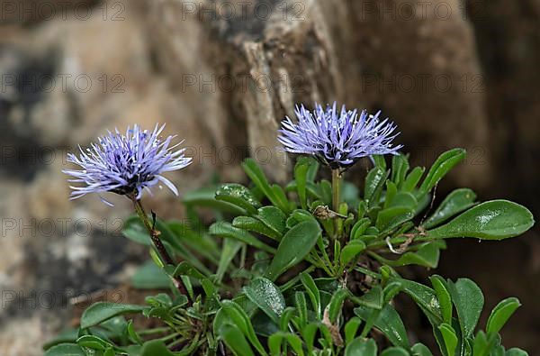 Heart-leaved globe daisy