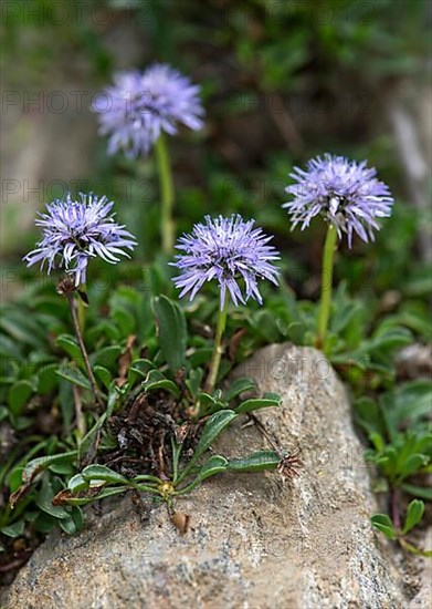 Heart-leaved globe daisy