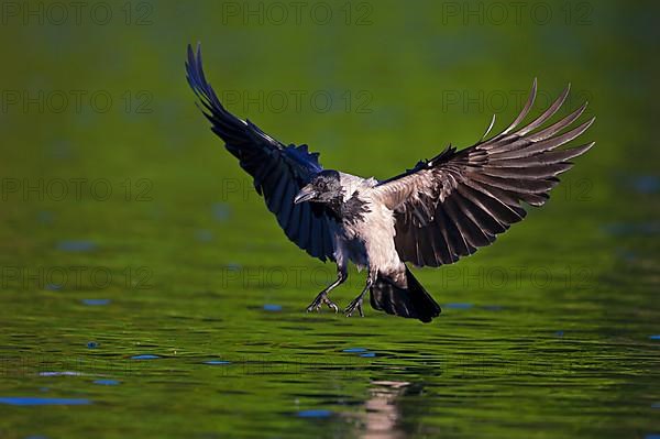 Hooded crow