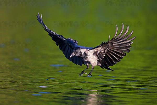 Hooded crow