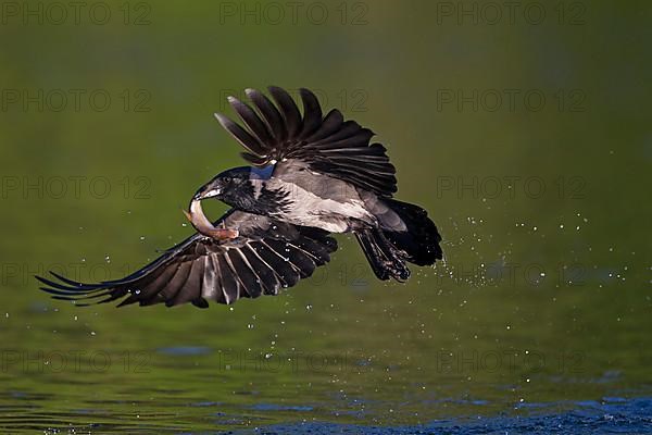 Hooded crow