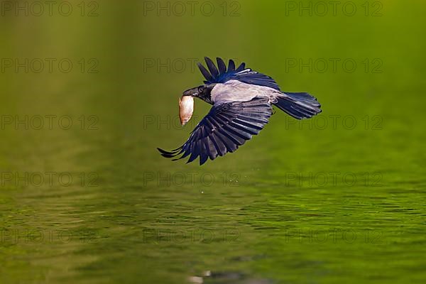 Hooded crow