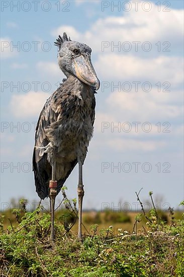 Shoebill