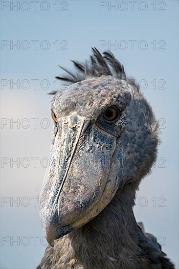 Shoebill