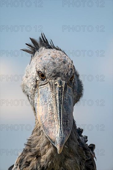 Shoebill