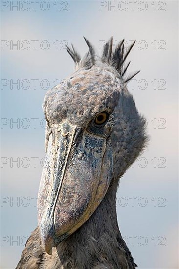 Shoebill