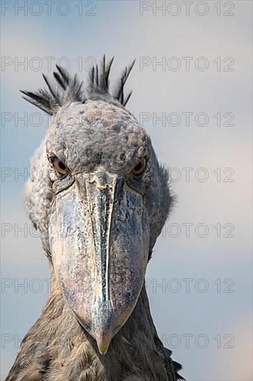 Shoebill