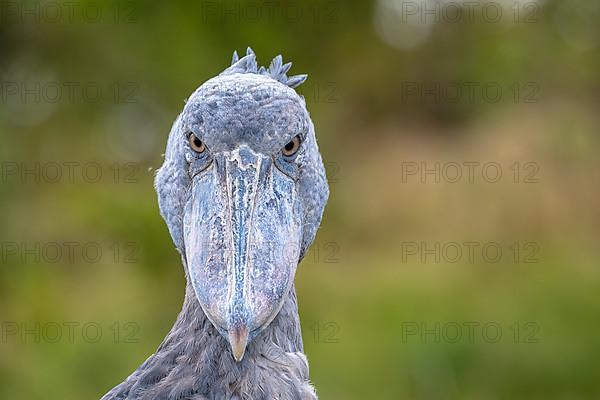 Shoebill