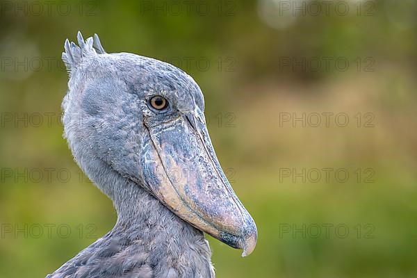 Shoebill