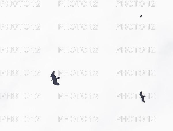 Flight image of bearded vulture