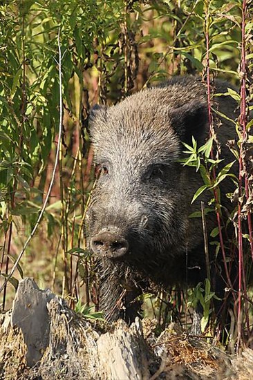 Wild boar