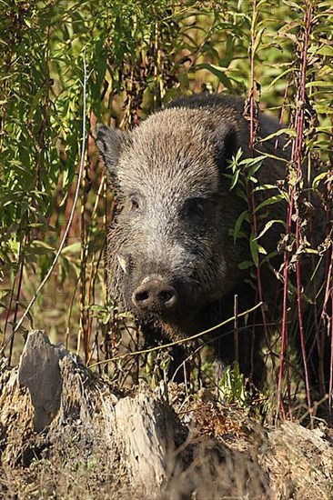 Wild boar