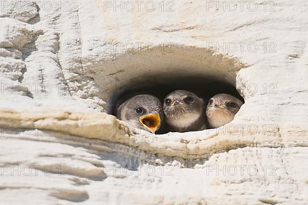 Young sand martins