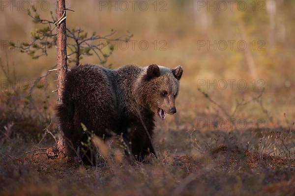 European brown bear