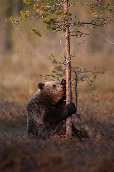 European brown bear