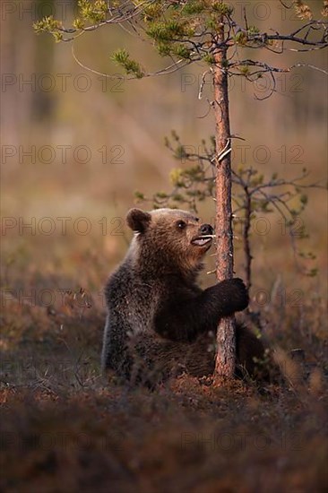 European brown bear