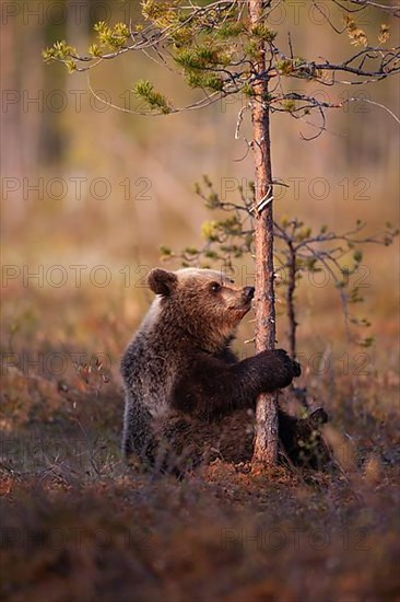 European brown bear