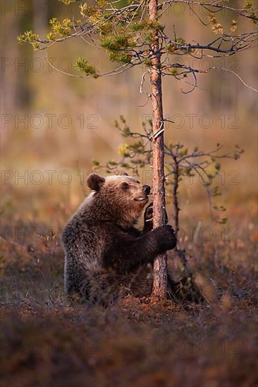 European brown bear