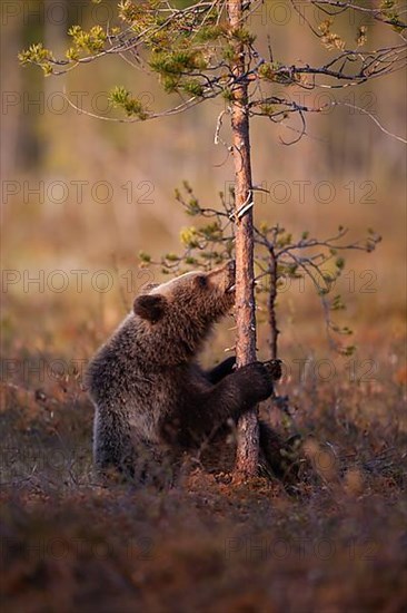 European brown bear