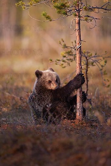 European brown bear