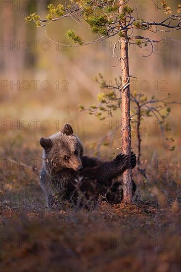 European brown bear