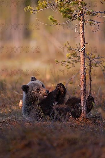 European brown bear